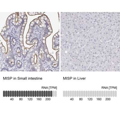 Immunohistochemistry-Paraffin: MISP1 Antibody [NBP2-38955]