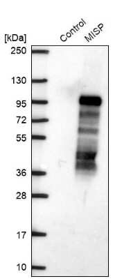 Western Blot: MISP1 Antibody [NBP2-14390]