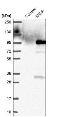 Western Blot: MISP1 Antibody [NBP2-38955]