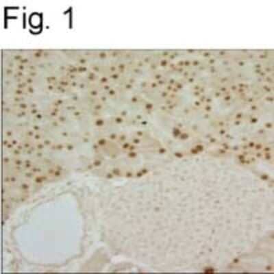 Immunohistochemistry-Paraffin: MIST1 Antibody (6E8/A12/C11P1) [NBP2-22478]