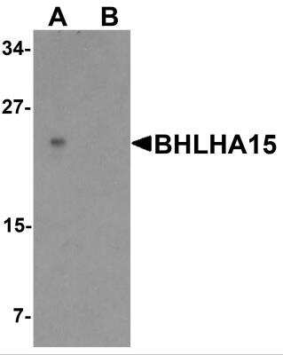 Western Blot: MIST1 AntibodyBSA Free [NBP2-82007]