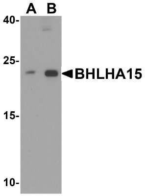 Western Blot: MIST1 AntibodyBSA Free [NBP2-82008]