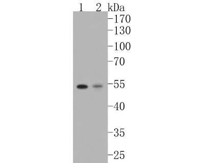 Western Blot: MITF Antibody (JF100-01) [NBP2-66951]