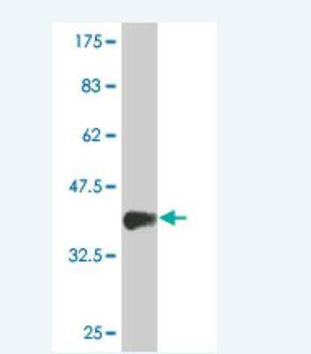 Western Blot: MIXL1 Antibody (4D11) [H00083881-M02]