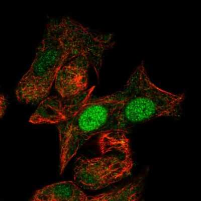 Immunocytochemistry/ Immunofluorescence: MIXL1 Antibody [NBP2-55175]