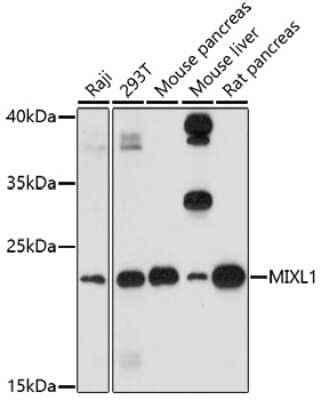 Western Blot: MIXL1 AntibodyAzide and BSA Free [NBP3-04159]