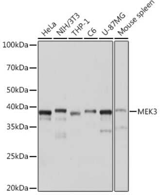 Western Blot: MKK3/MEK3 Antibody (8U2X3) [NBP3-16163]