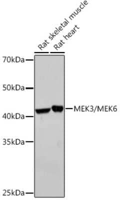 Western Blot: MKK3/MKK6 Antibody (8R1J5) [NBP3-15946]
