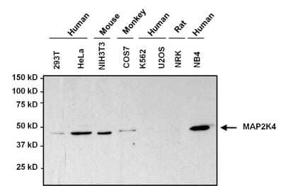 Western Blot: MKK4/MEK4 Antibody (2 E4) [NBP2-22482]