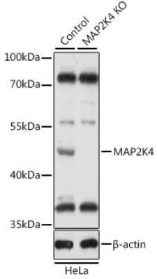 Knockout Validated: MKK4/MEK4 Antibody - BSA Free [NBP3-03652]