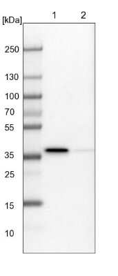 Western Blot: MKK6/MEK6 Antibody [NBP1-87791]