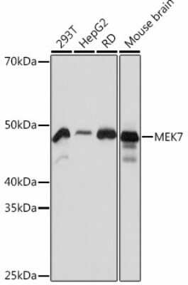 Western Blot: MKK7/MEK7 Antibody (1T3M6) [NBP3-15456]