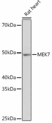 Western Blot: MKK7/MEK7 Antibody (1T3M6) [NBP3-15456]