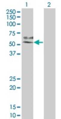 Western Blot: MKK7/MEK7 Antibody (2G5) [H00005609-M04]