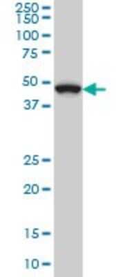 Western Blot: MKK7/MEK7 Antibody (4D2) [H00005609-M02]