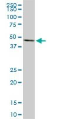 Western Blot: MKK7/MEK7 Antibody (4D2) [H00005609-M02]