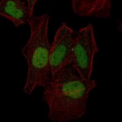 Immunocytochemistry/ Immunofluorescence: MKK7/MEK7 Antibody (4E5) - BSA Free [NBP2-37542]