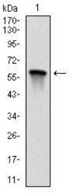 Western Blot: MKK7/MEK7 Antibody (4E5)BSA Free [NBP2-37542]