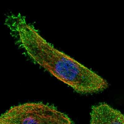 Immunocytochemistry/ Immunofluorescence: MKK7/MEK7 Antibody [NBP2-56278]