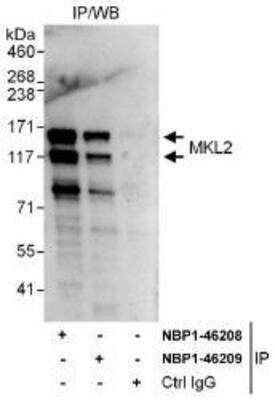 Immunoprecipitation: MKL2 Antibody [NBP1-46208]