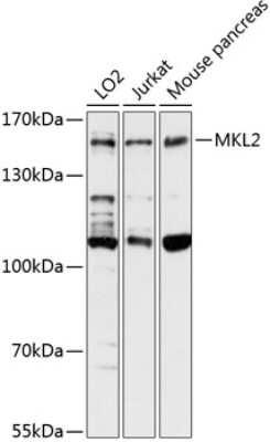 Western Blot: MKL2 AntibodyAzide and BSA Free [NBP3-04775]