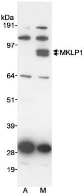 Western Blot: MKLP1 Antibody [NB100-211]