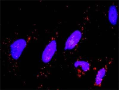 Proximity Ligation Assay: MKP-1/DUSP1 Antibody (4H7) [H00001843-M02]