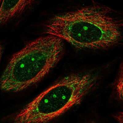 Immunocytochemistry/ Immunofluorescence: MKP-1/DUSP1 Antibody [NBP2-57354]