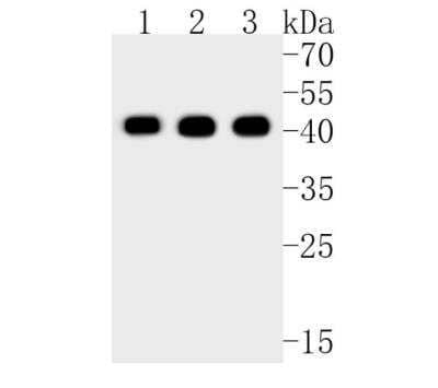 Western Blot: MKP-1/DUSP1 Antibody (JJ0930) [NBP2-67909]