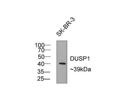 Western Blot: MKP-1/DUSP1 Antibody (JJ0930) [NBP2-67909]