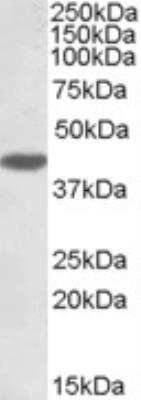 Western Blot: MKP-1/DUSP1 Antibody [NB100-834]