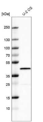 Western Blot: MKP-1/DUSP1 Antibody [NBP2-57354]