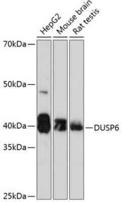 Western Blot: MKP-3/DUSP6 Antibody (1V5L10) [NBP3-15252]