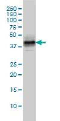 Western Blot: MKP-3/DUSP6 Antibody (3G2) [H00001848-M01]