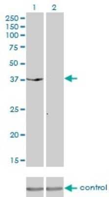 Western Blot: MKP-3/DUSP6 Antibody (3G2) [H00001848-M01]
