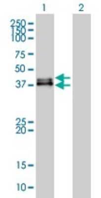 Western Blot: MKP-3/DUSP6 Antibody (3G2) [H00001848-M01]