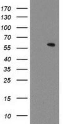 Western Blot: MKRN1 Antibody (OTI3F9)Azide and BSA Free [NBP2-72716]