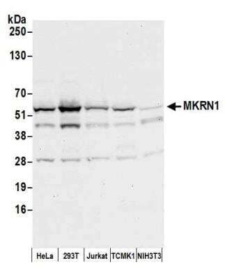 Western Blot: MKRN1 Antibody [NB100-55304]