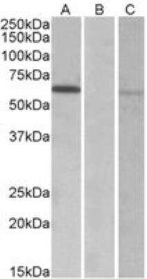 Western Blot: MKRN1 Antibody [NBP2-27545]