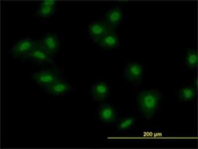 Immunocytochemistry/ Immunofluorescence: MKRN2 Antibody (5F8) [H00023609-M01]