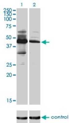 Western Blot: MKRN2 Antibody (5F8) [H00023609-M01]