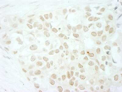 Immunohistochemistry-Paraffin: MKRN2 Antibody [NB100-55250]