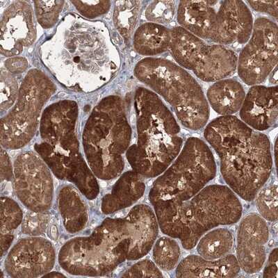 Immunohistochemistry-Paraffin: MKRN2 Antibody [NBP1-83178]