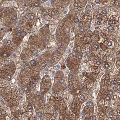 Immunohistochemistry-Paraffin: MKRN2 Antibody [NBP1-83178]