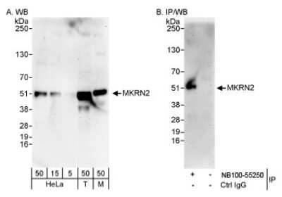 Western Blot: MKRN2 Antibody [NB100-55250]