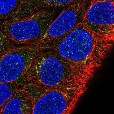 Immunocytochemistry/ Immunofluorescence: MKRN2OS Antibody [NBP2-49462]