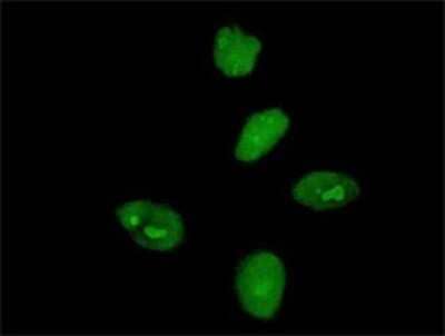 Immunocytochemistry/ Immunofluorescence: MKRN3 Antibody (2E10) [H00007681-M01]