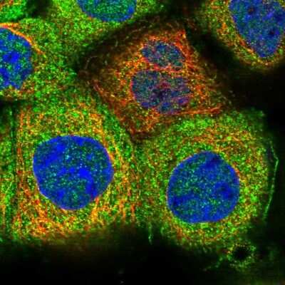 Immunocytochemistry/ Immunofluorescence: MKRN3 Antibody [NBP1-84320]