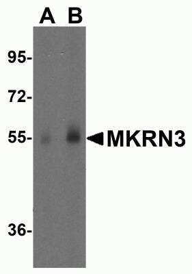 Western Blot: MKRN3 AntibodyBSA Free [NBP2-81964]