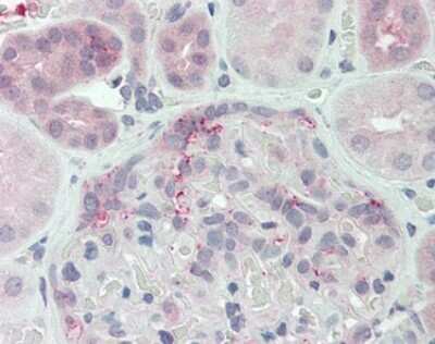 Immunohistochemistry-Paraffin: DUSP22 Antibody - BSA Free [NLS6809]